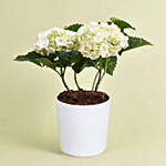 White Hydrangea in Premium Pot