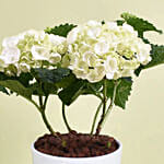 White Hydrangea in Premium Pot