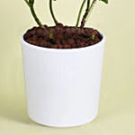 White Hydrangea in Premium Pot