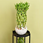 Duo of Lucky Bamboo Stand