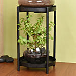 Elegant Dish Garden and  Lucky Jade Plant Stand