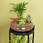 Elegant Dish Garden and  Lucky Jade Plant Stand