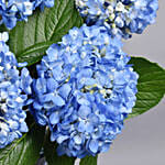 Hydrangea Grandeur