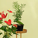 نباتات منزلية - ستاند نبات ثلاثي أسود اللون وأصيص أسود