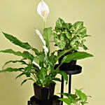 نباتات منزلية - ستاند نبات ثلاثي لون أسود وأصيص أسود