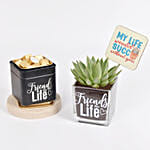 Friends For Life Plant and Chocolates