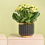 2 Kalanchoe Plants In Cactus Design Pots