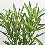 Oleander Plant In Black Pot