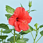 Flowering Hibiscus Plant In Ceramic Pot