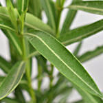 Oleander Plant In Black Pot