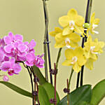 Mutli Color Holland Orchids Arrangement