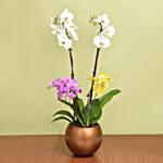 Mutli Color Holland Orchids Arrangement