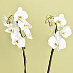 Mutli Color Holland Orchids Arrangement