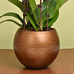 Mutli Color Holland Orchids Arrangement