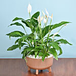 نبات منزلي - نبتة زنبق السلام الأخضر في أصيص بني