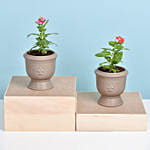 Set of Two Vinca Plants in Ceramic Planter 2