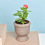 Set of Two Vinca Plants in Ceramic Planter 2