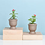 Set of Two Vinca Plants in Ceramic Planter 2