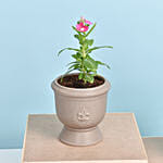 Set of Two Vinca Plants in Ceramic Planter 2