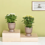 White And Yellow Chrysanthemum Plants