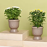 White And Yellow Chrysanthemum Plants