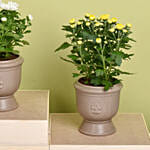 White And Yellow Chrysanthemum Plants