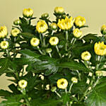 White And Yellow Chrysanthemum Plants