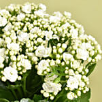 White Kalanchoe In Ceramic Pot