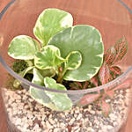 Decorative Mini Plants in Glass Planter