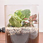 Decorative Mini Plants in Glass Planter