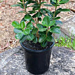 Ficus Microcarpa Green Plant Pot