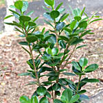 Ficus Microcarpa Green Plant Pot