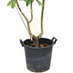 Plumeria Potted Plant