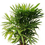 Potted broadleaf lady palm