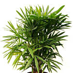 Potted broadleaf lady palm