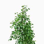 Starlight ficus potted plant