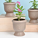 Set of 4 Vinca Flower Plant
