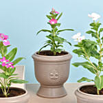 Set of 4 Vinca Flower Plant