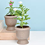 Set of 4 Vinca Flower Plant