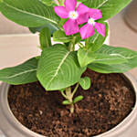 Set of 4 Vinca Flower Plant