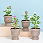 Set of 4 Vinca Flower Plant