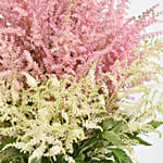 Pink and White Astilbe Beauty Bouquet