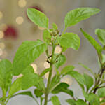 Ganesha Idol and Tulsi plant