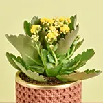 Yellow Kalanchoe With Cheesecake