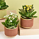 Set of 4 Kalanchoe Plants