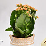 Kalanchoe Plant And Chocolates Combo