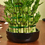 5 Layer Big Lucky Bamboo