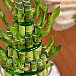 3 Layer Lucky Bamboo Plant