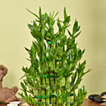 5 Layer Big Lucky Bamboo