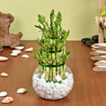 3 Layer Lucky Bamboo Plant